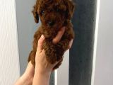Dark Renginde Orjinal Poodle Yavrum En Koyu Tonda