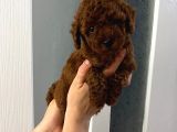 Dark renginde orjinal poodle yavrum en koyu tonda
