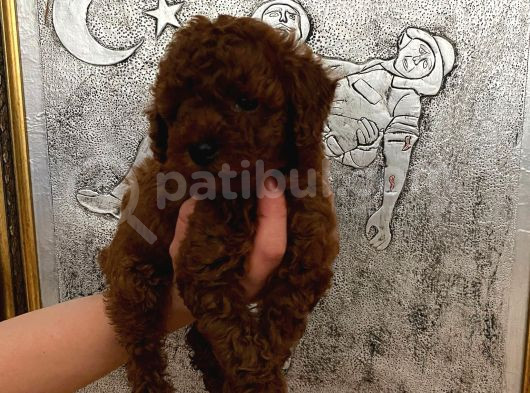Tuvalet Eğitimli Kore Kan Toy Poodle Bebeğim görsel