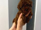 Dark Renginde Orjinal Poodle Yavrum En Koyu Tonda