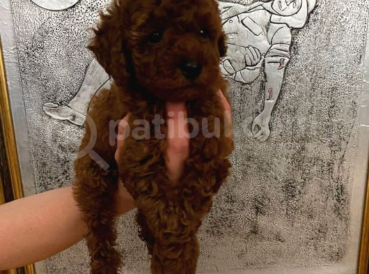 Tuvalet Eğitimli Kore Kan Toy Poodle Bebeğim görsel