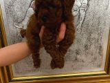 Tuvalet Eğitimli Kore Kan Toy Poodle Bebeğim