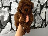 Herşeyiyle Garantili Aşılı Pet Eğitimli Poodle Bebeğim