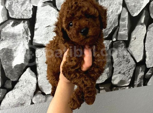 Herşeyiyle Garantili Aşılı Pet Eğitimli Poodle Bebeğim görsel