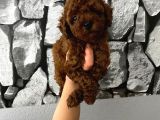 Herşeyiyle Garantili Aşılı Pet Eğitimli Poodle Bebeğim