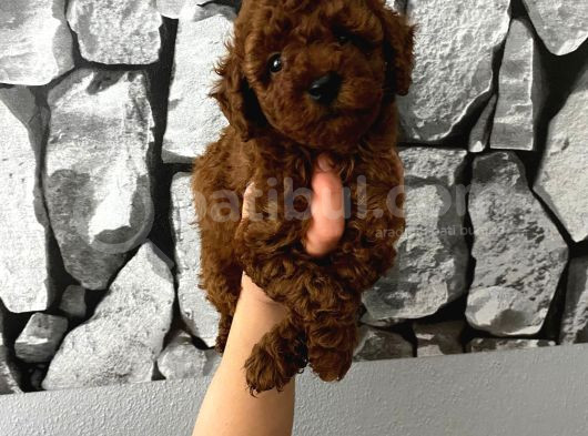 Herşeyiyle Garantili Aşılı Pet Eğitimli Poodle Bebeğim görsel