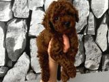 Herşeyiyle Garantili Aşılı Pet Eğitimli Poodle Bebeğim