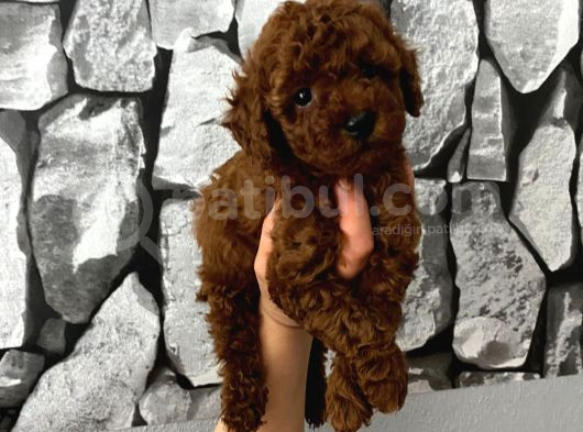 Herşeyiyle Garantili Aşılı Pet Eğitimli Poodle Bebeğim görsel