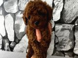 Herşeyiyle Garantili Aşılı Pet Eğitimli Poodle Bebeğim