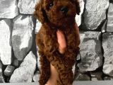 Herşeyiyle Garantili Aşılı Pet Eğitimli Poodle Bebeğim