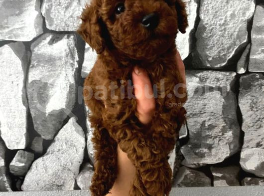 Herşeyiyle Garantili Aşılı Pet Eğitimli Poodle Bebeğim görsel