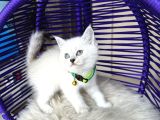 British Shorthair Silver Point Yavrular