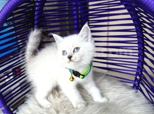 British Shorthair Silver Point Yavrular görsel