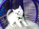 British Shorthair Silver Point Yavrular