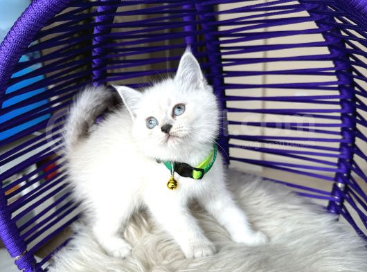British Shorthair Silver Point Yavrular görsel