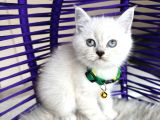 British Shorthair Silver Point Yavrular
