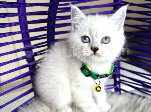 British Shorthair Silver Point Yavrular görsel