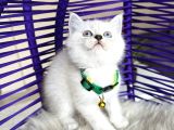 British Shorthair Silver Point Yavrular
