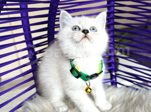 British Shorthair Silver Point Yavrular görsel