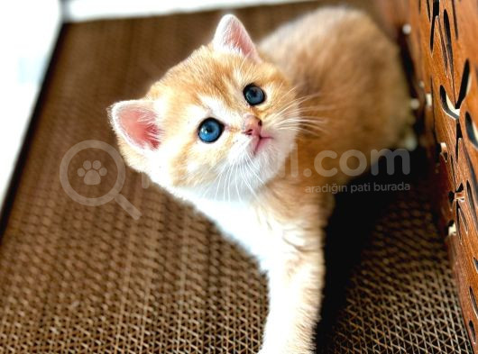 British Shorthair Golden 