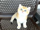 British Shorthair Golden 