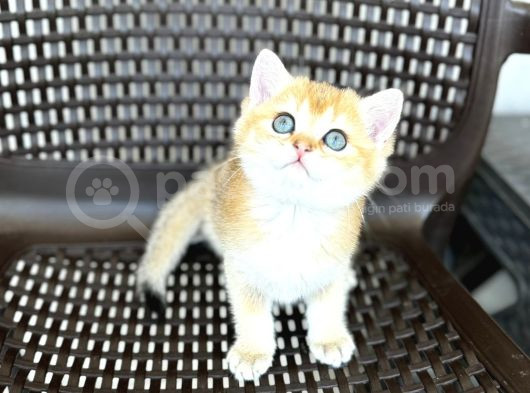 British Shorthair Golden  görsel