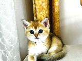 British Shorthair Golden 