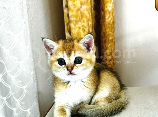 British Shorthair Golden  görsel