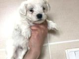 Maltese Terrier Yavruları