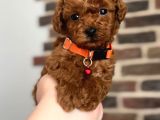 TOOY POODLE YAVRUMUZ 0 TEACUP 