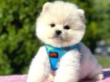 Ayi Surat Pomeri̇an Boo Yavrularim
