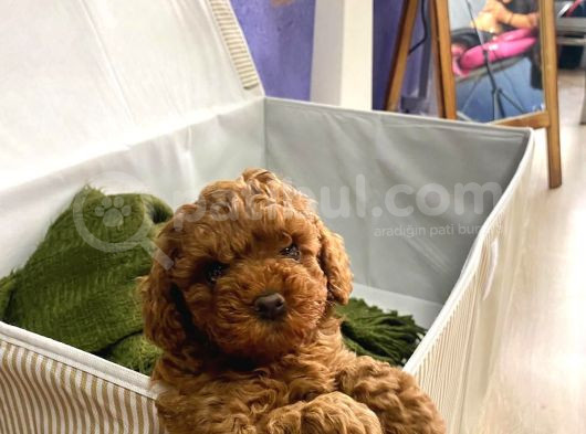 kıvırcık tüy yumağı toy poodle yavrularım