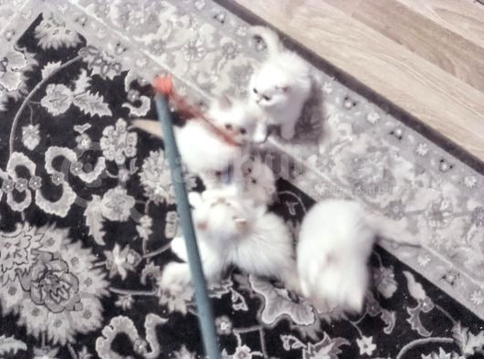Safkan Beyaz Mavi̇ Gözlü İran Kedi̇si̇ görsel