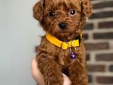 TOOY POODLE YAVRUMUZ 0 TEACUP 