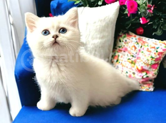 Lisanslı Üreticiden Silver Ve Silver Point Bebekler görsel