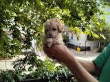 5 Haftalık Terrier Yavruları Aynı Gün Yollanır