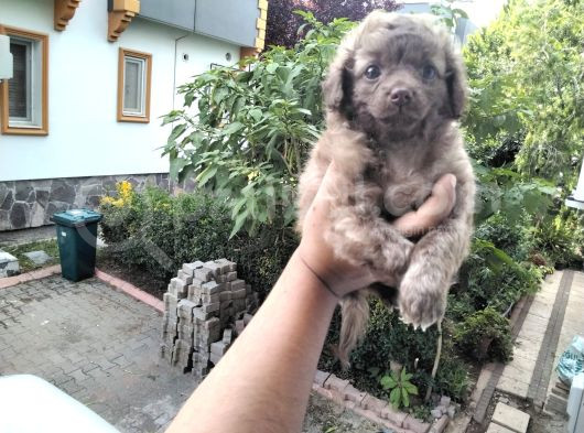 5 Haftalık Terrier Yavruları Aynı Gün Yollanır görsel