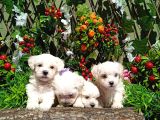 Teacup Karbeyaz Maltese Terri̇er Yavrularimiz