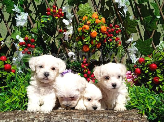 Teacup Karbeyaz Maltese Terri̇er Yavrularimiz görsel