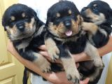Evimizde Beslediğimiz Saf Kan Rottweiler Yavruları