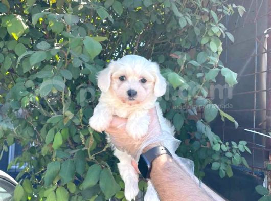 Teacup Karbeyaz Maltese Terri̇er Yavrularimiz