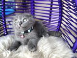 Scottish Fold Blue Yavrular