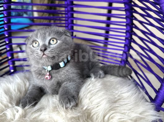 Scottish Fold Blue Yavrular görsel