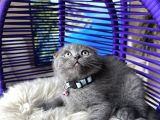 Scottish Fold Blue Yavrular