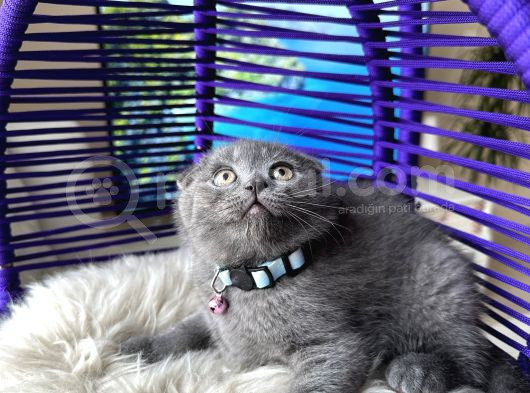 Scottish Fold Blue Yavrular görsel