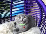 Scottish Fold Blue Yavrular