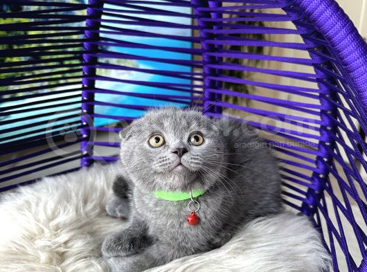 Scottish Fold Blue Yavrular görsel
