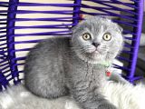 Scottish Fold Blue Yavrular