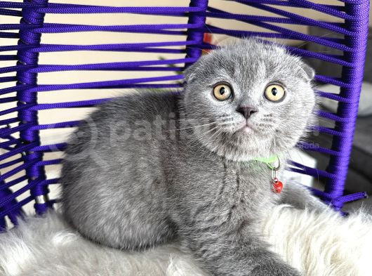 Scottish Fold Blue Yavrular görsel