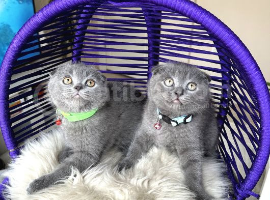 Scottish Fold Blue Yavrular